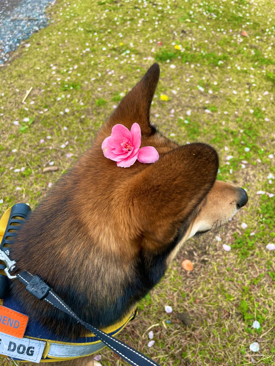 摩耶 (maya) tweet media