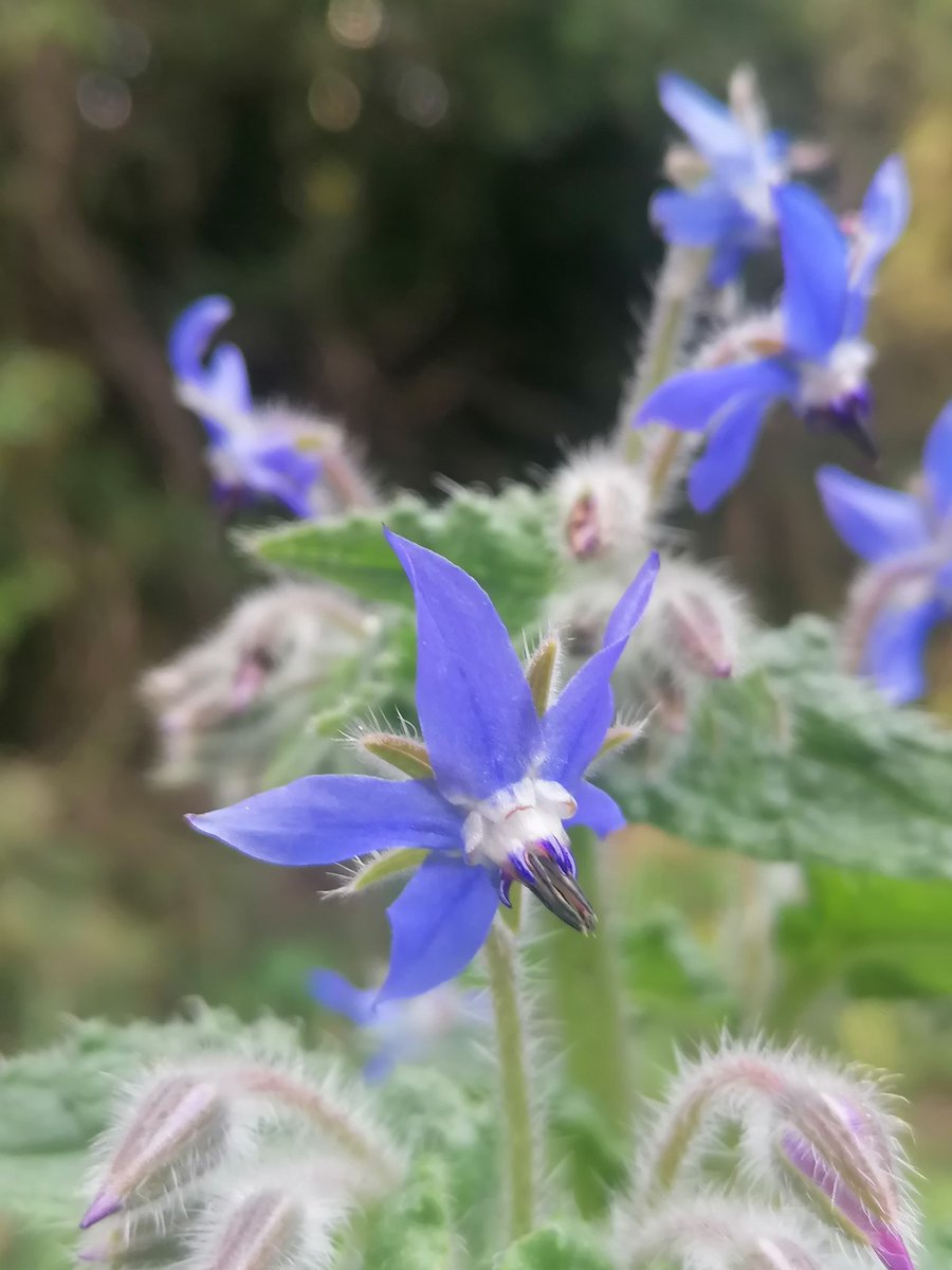 RMR Savage 🇵🇱🌱 Ⓥ tweet media