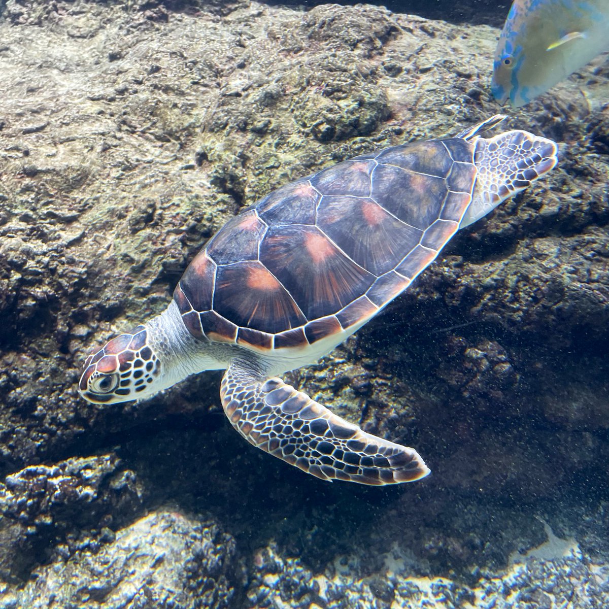 kuro_hrt's tweet photo. ウミガメくん https://t.co/hP1nO0ukN0