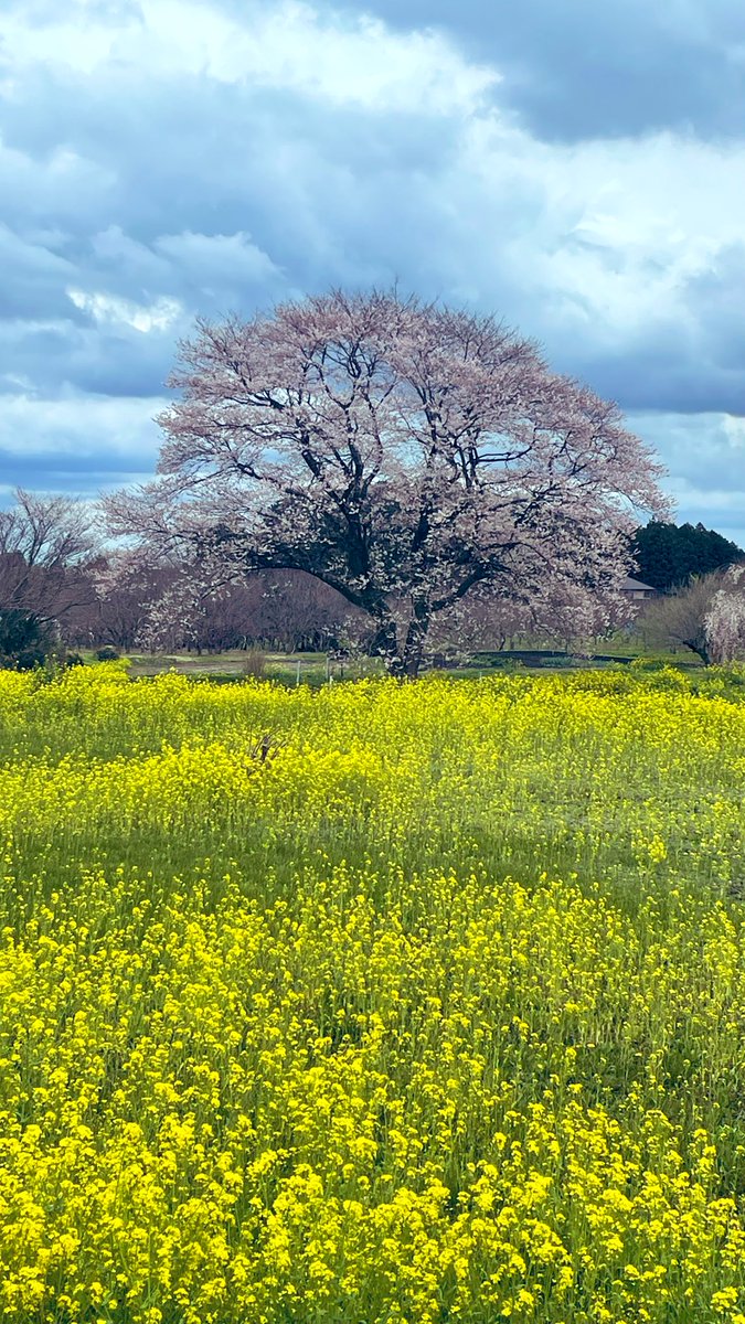 見たかった景色が一度で見えた
菜の花と桜