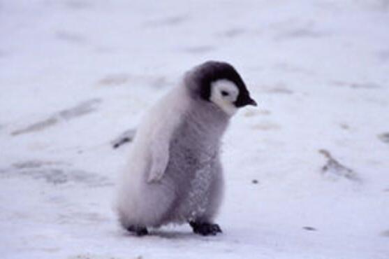 あきつらＢ tweet media