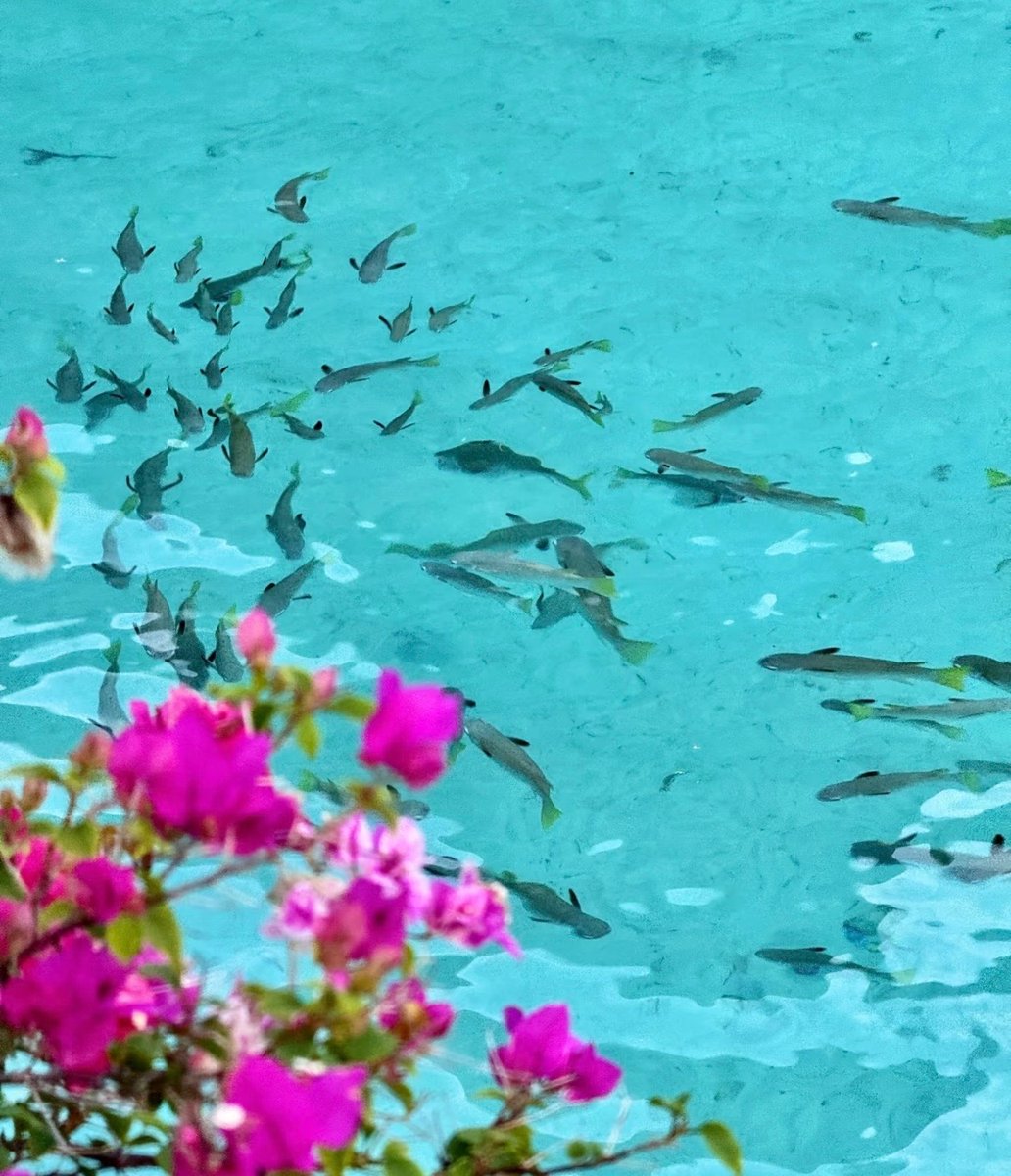 sekar wangi tweet media