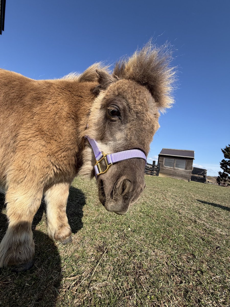 おひさま牧場 tweet media