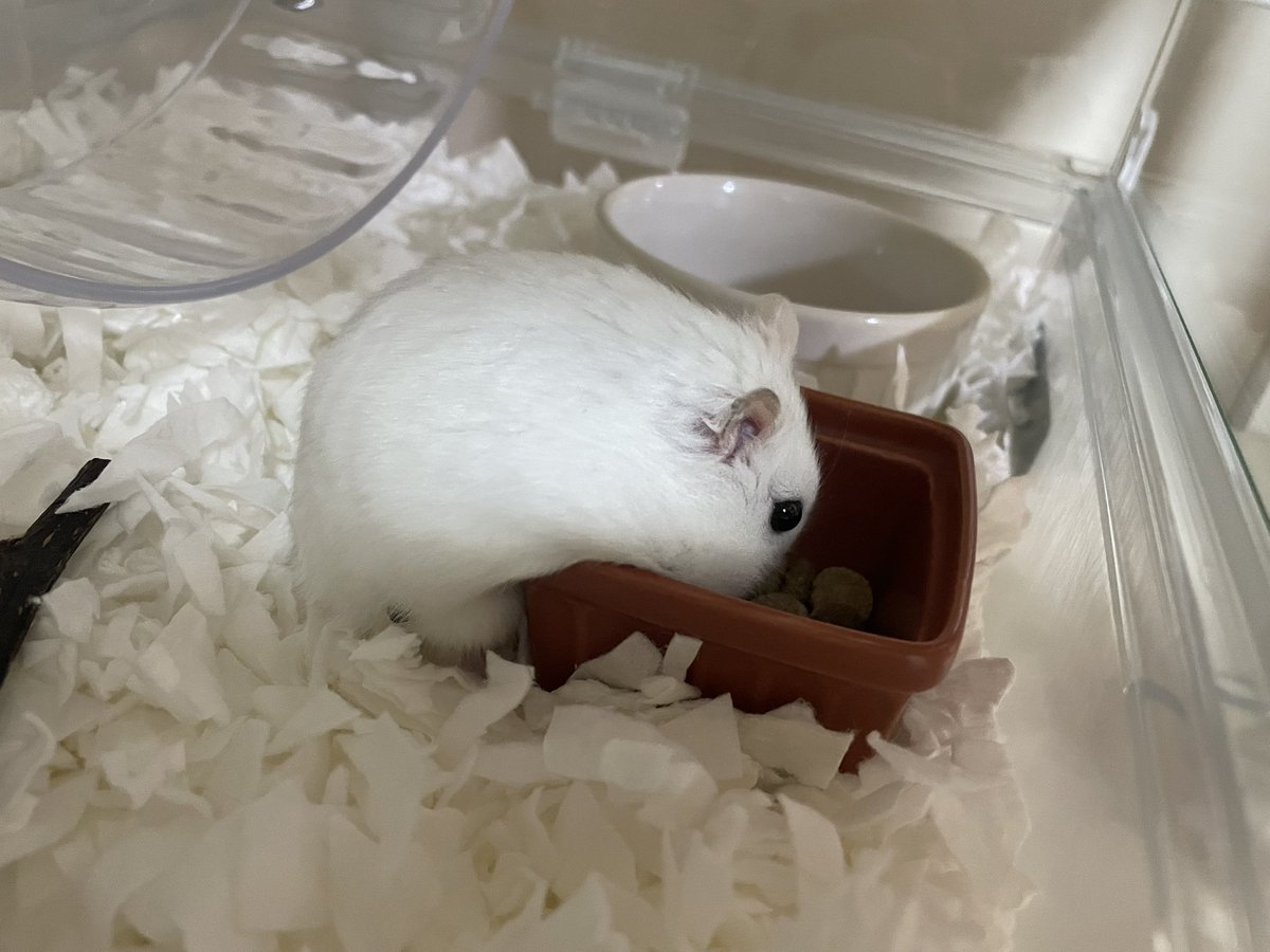 えも@16匹のはむちゃんず🐹 tweet media