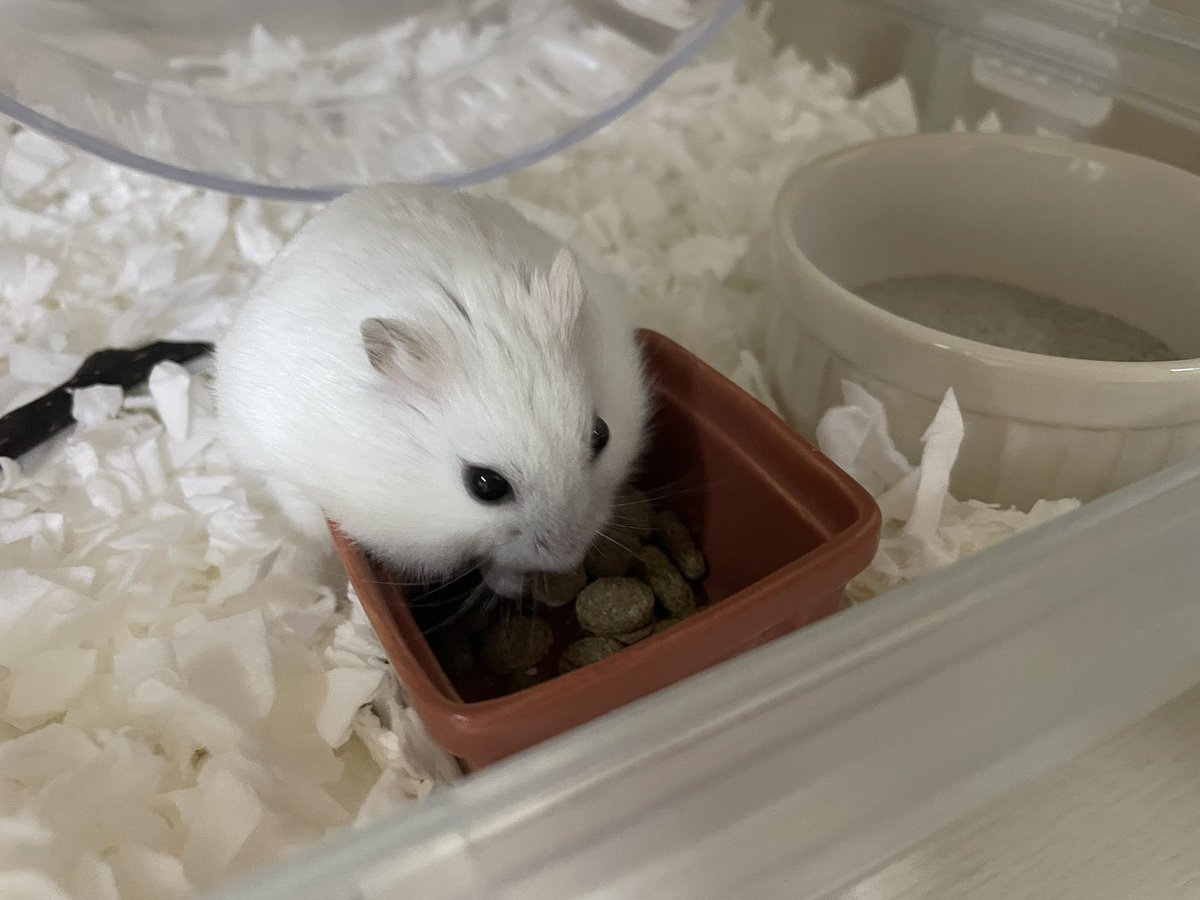 えも@16匹のはむちゃんず🐹 tweet media