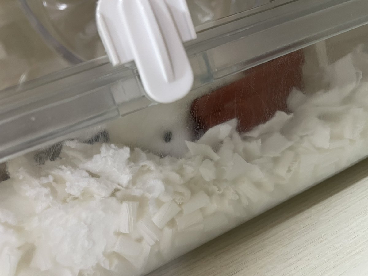 えも@16匹のはむちゃんず🐹 tweet media