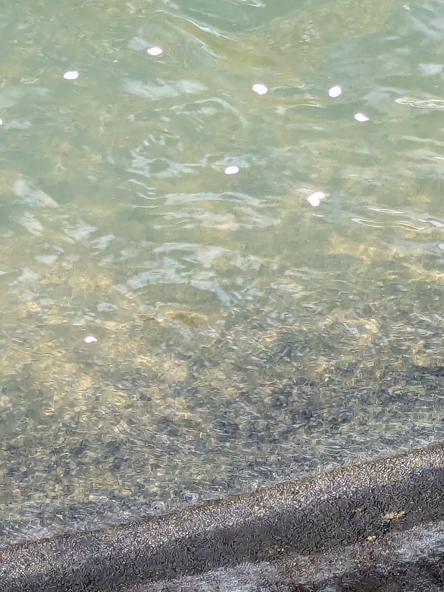 マルーシュ tweet media