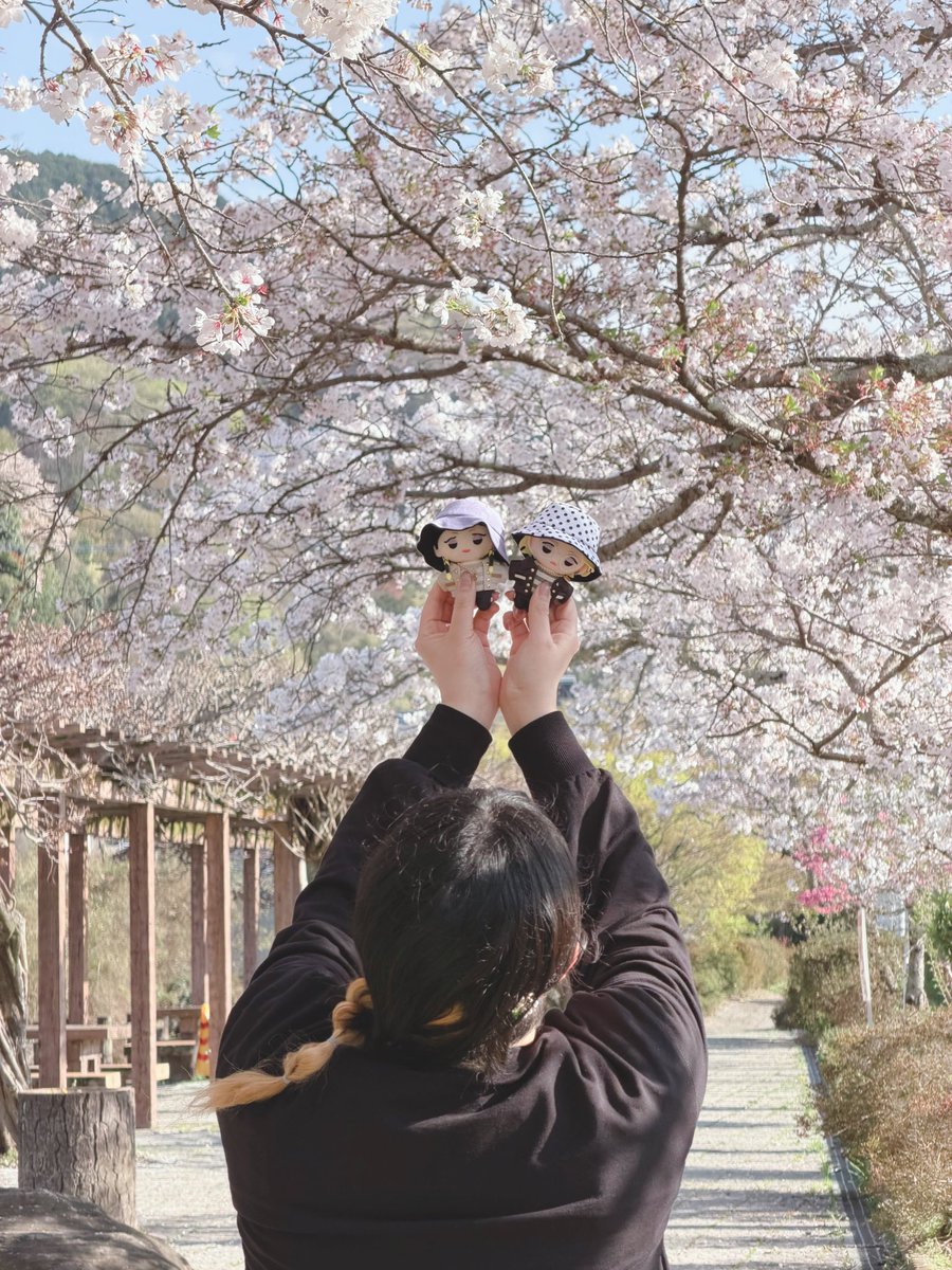 c_7_wr's tweet photo. お花見•*¨*•.¸¸🌸^- ·̫ -^🎶🌸 https://t.co/4hYc3D7POD