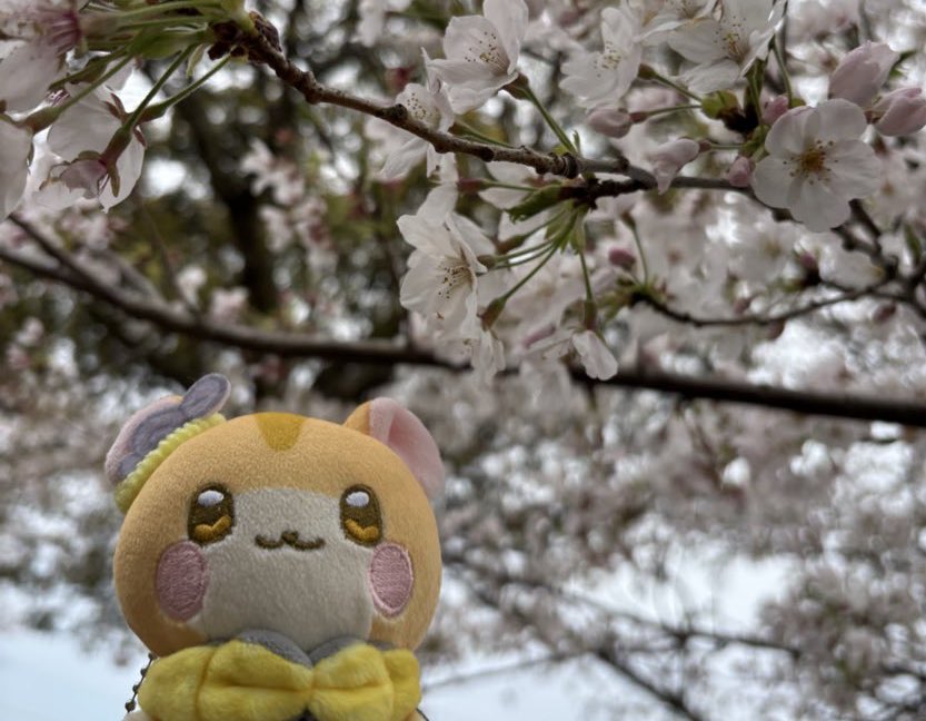 ゆきま ちはる tweet media