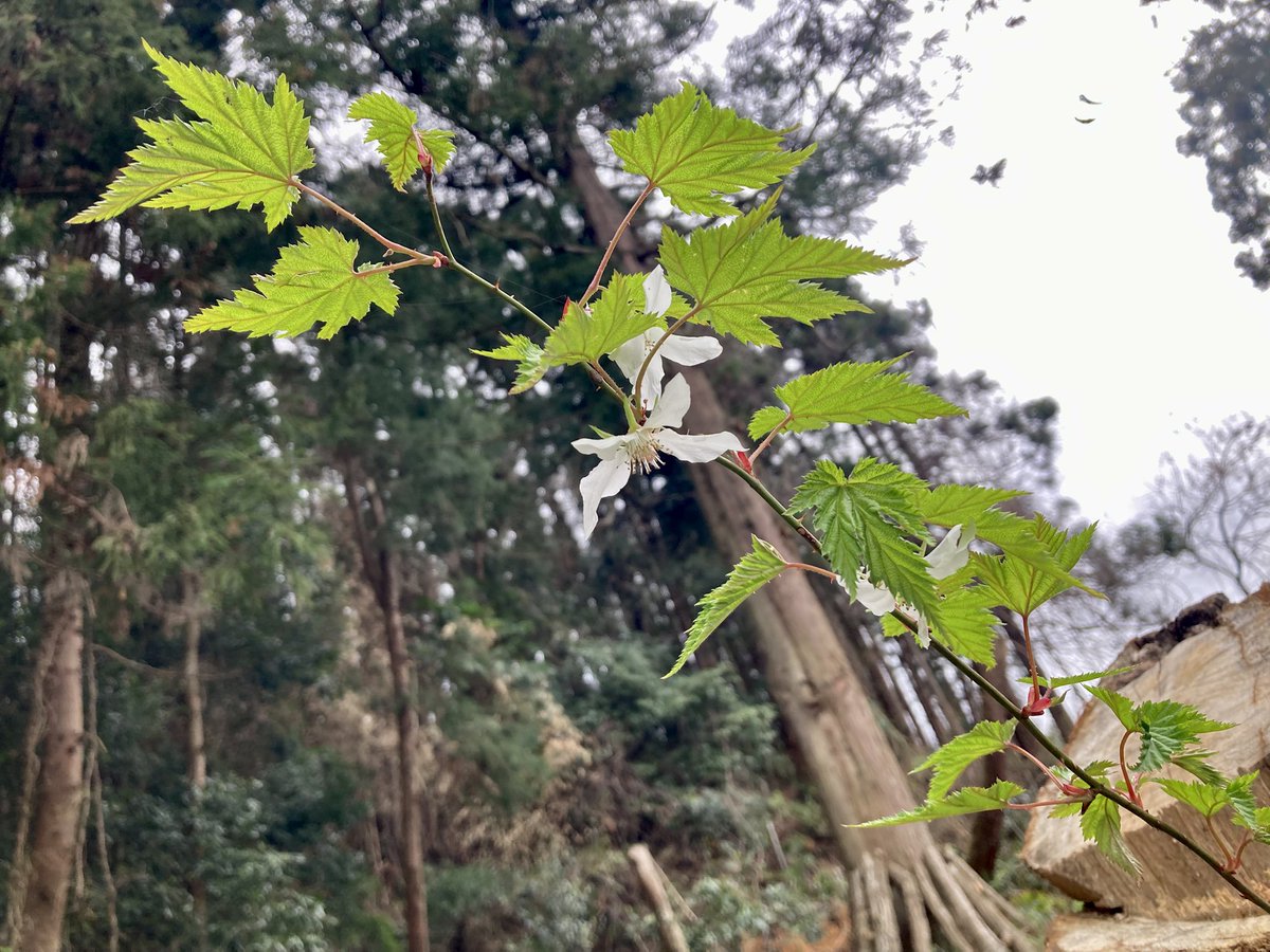 はらだみずき tweet media