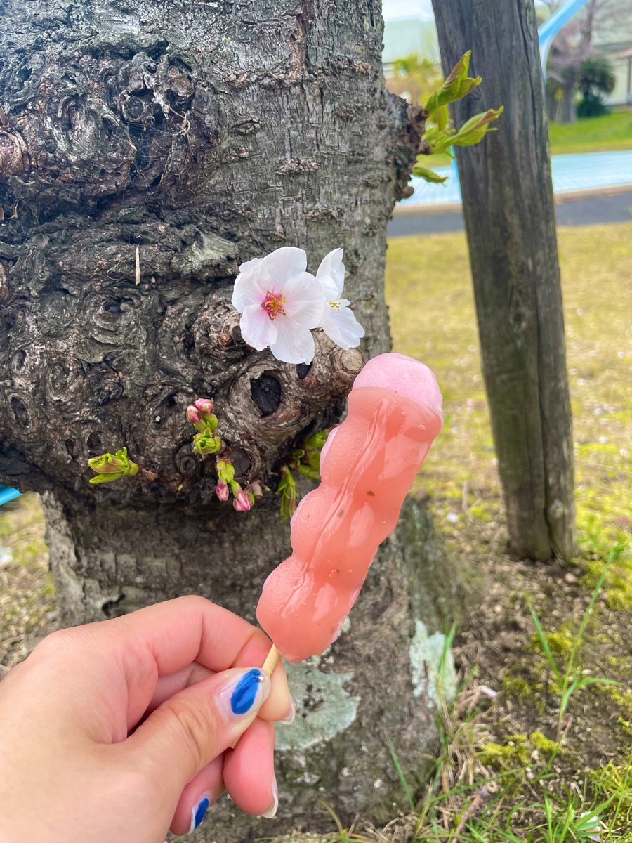 佐々木ヤス子 tweet media