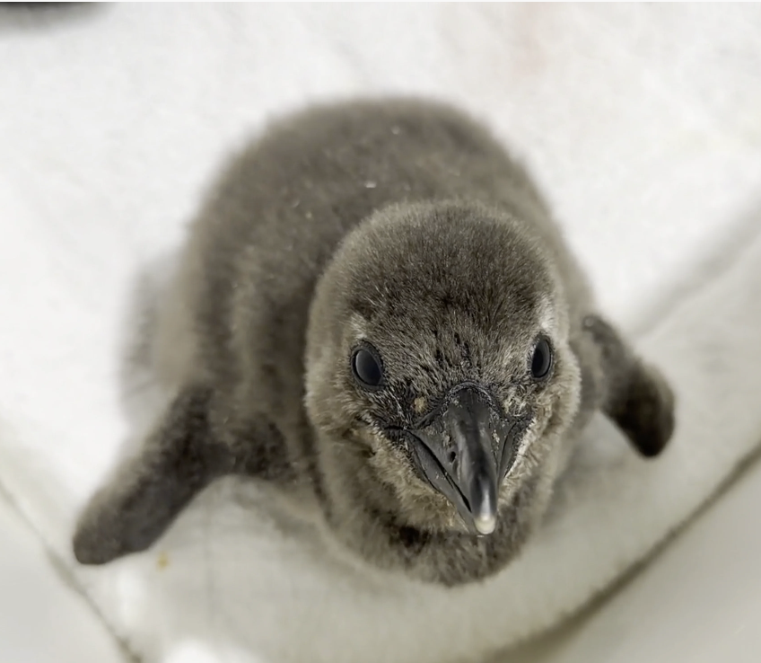 DeviousBondius tweet media