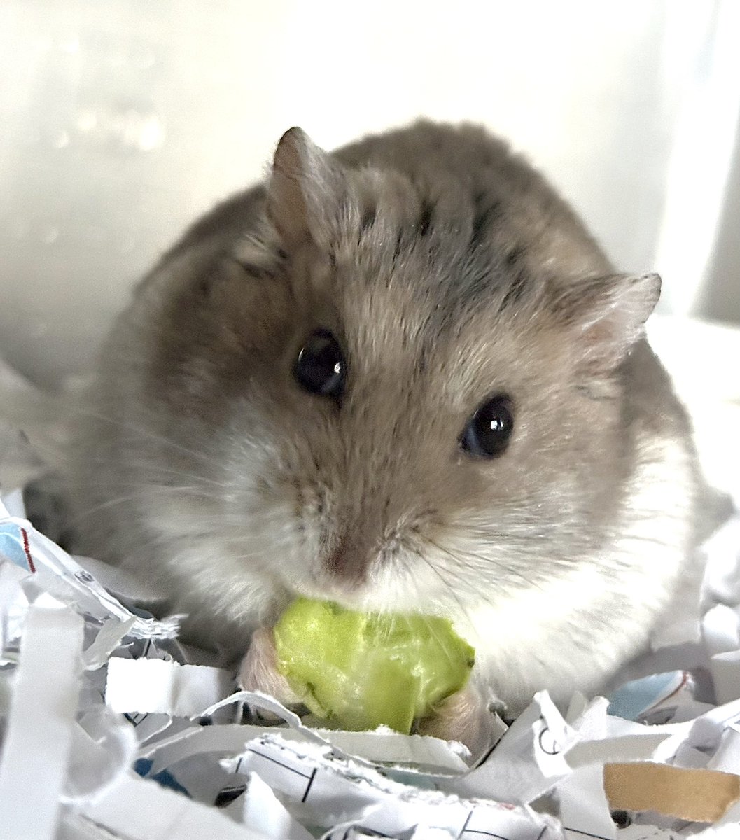 やったま tweet media