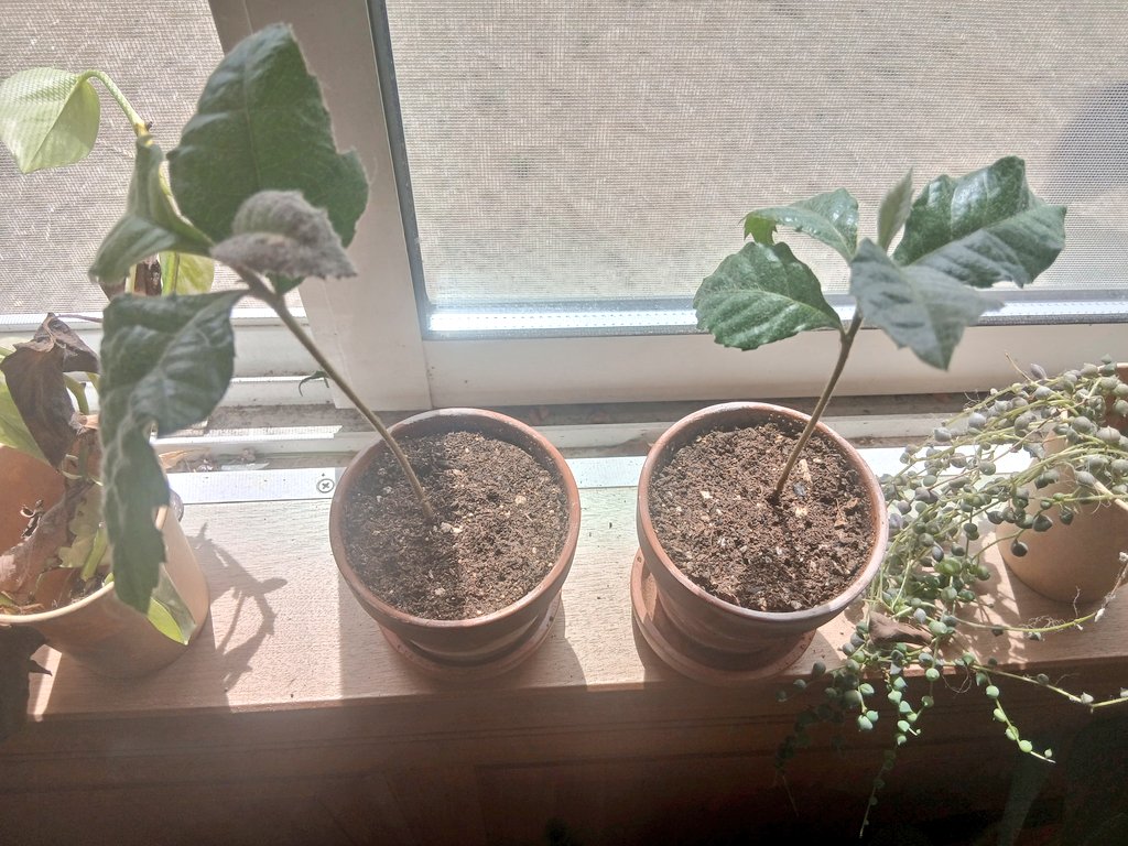 ポルコ🌼 tweet media