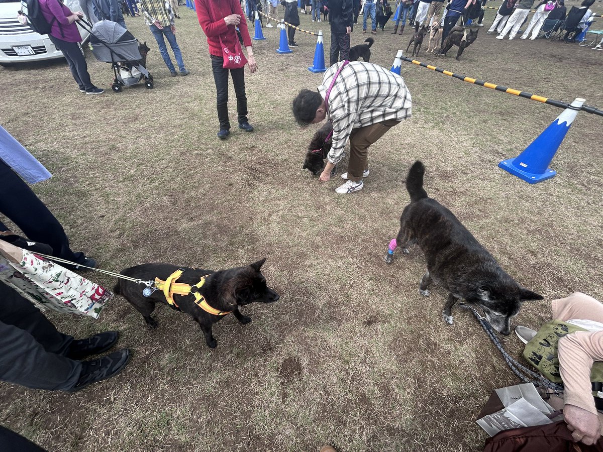 甲斐犬　こた🐾ぶー🐾優 tweet media