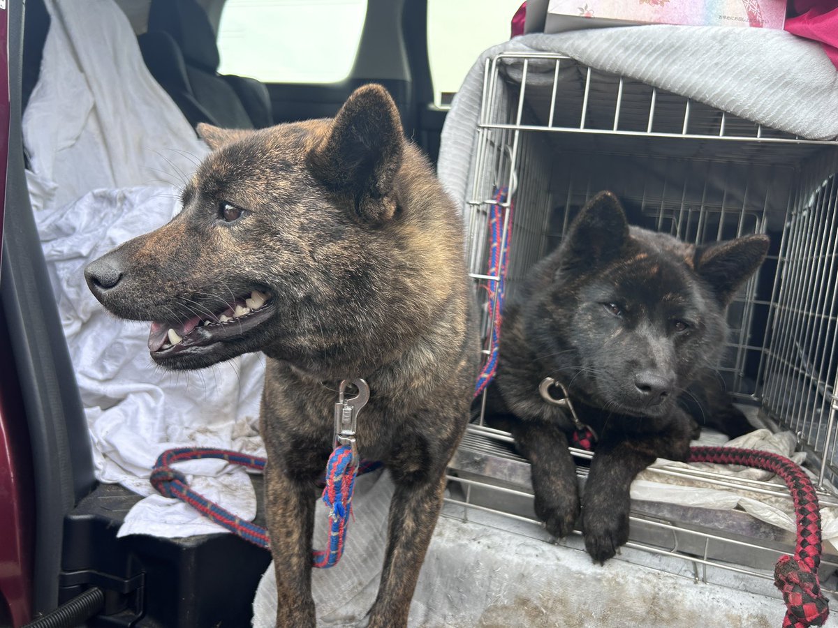 甲斐犬　こた🐾ぶー🐾優 tweet media
