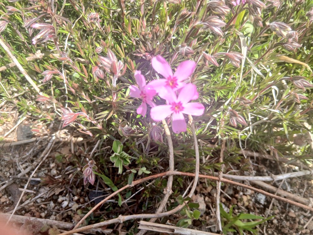 ポルコ🌼 tweet media