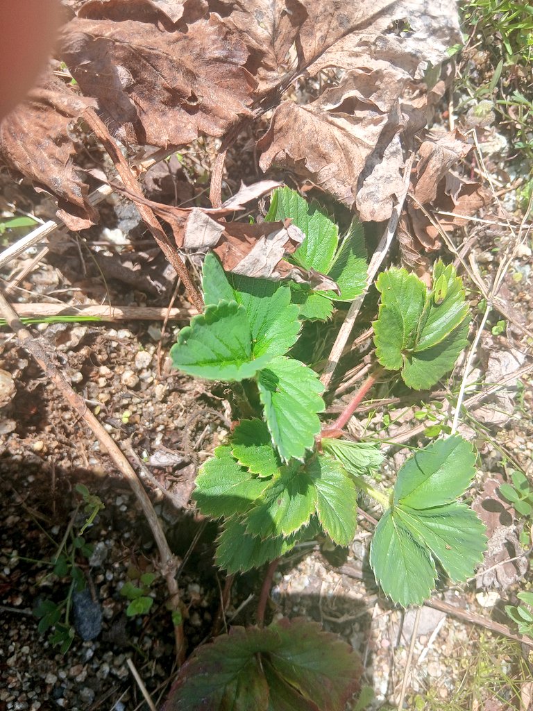 ポルコ🌼 tweet media