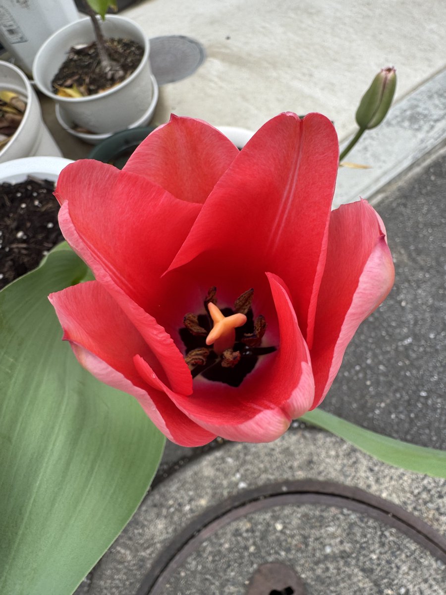 神成大介（カンナリヒロアキ） tweet media