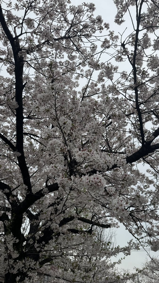 神成大介（カンナリヒロアキ） tweet media