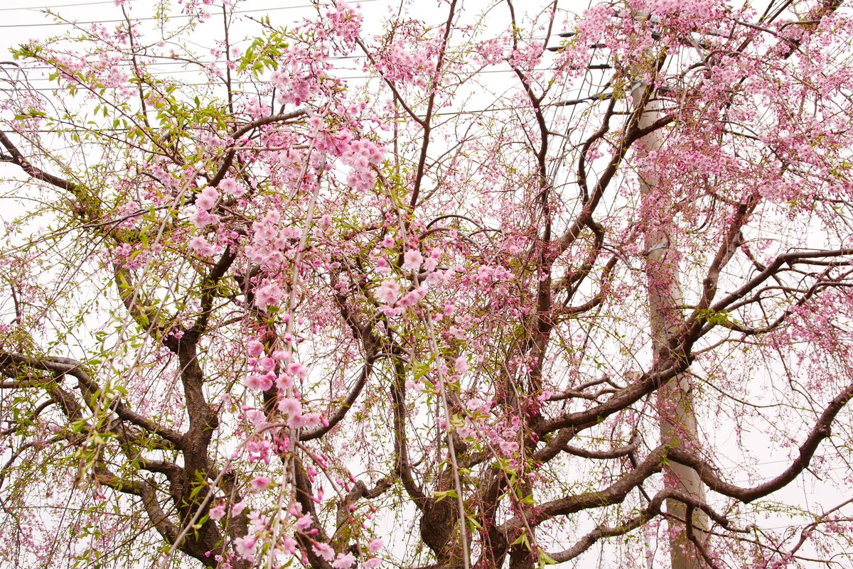 かすかびあん tweet media