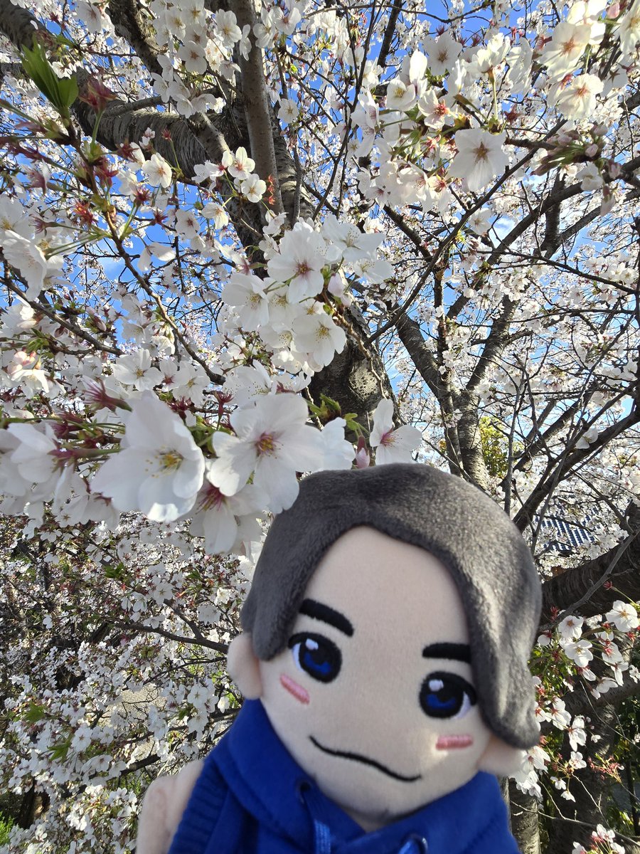 ♕かでぃ♕ tweet media