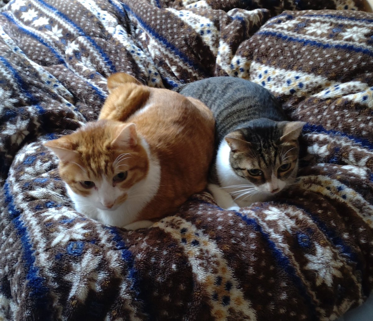 ハッピーターン tweet media