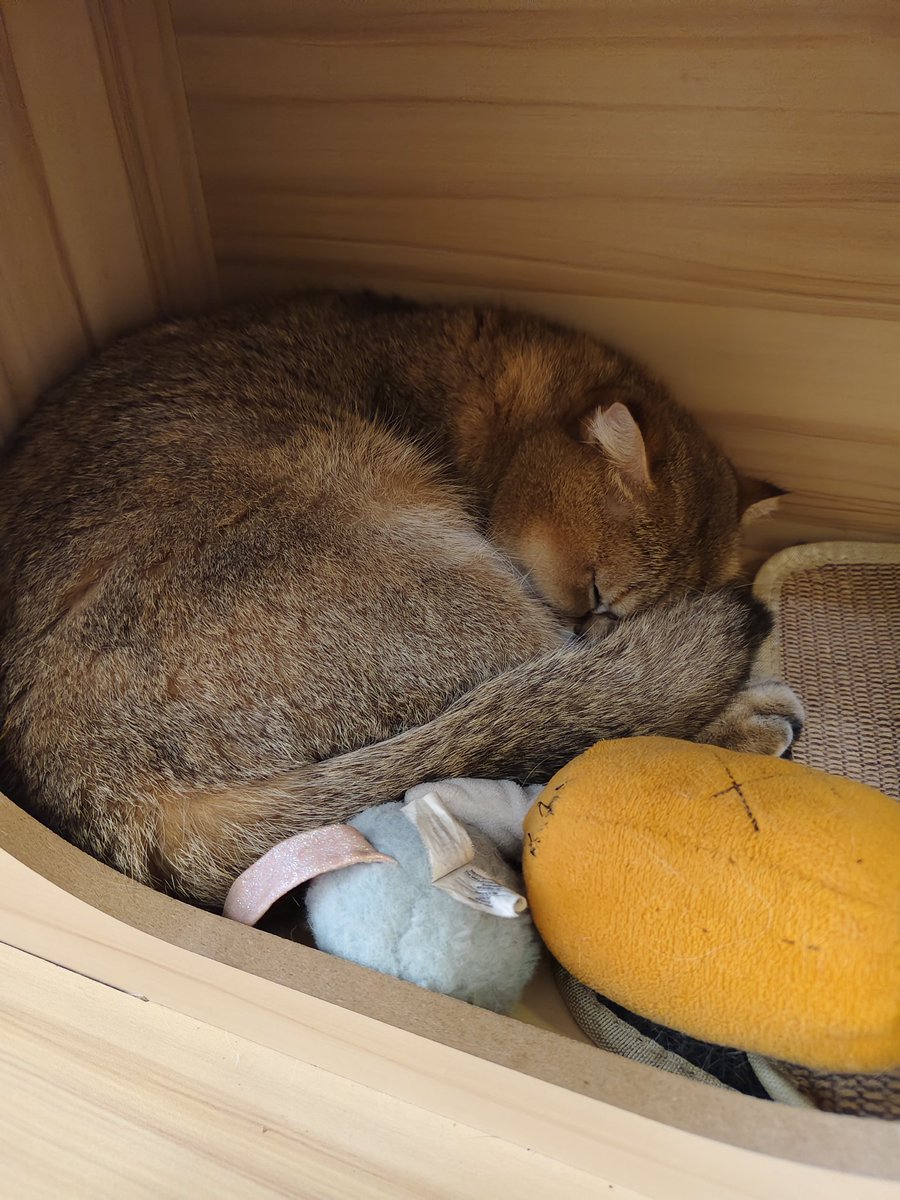 jornor 7dream forever tweet media