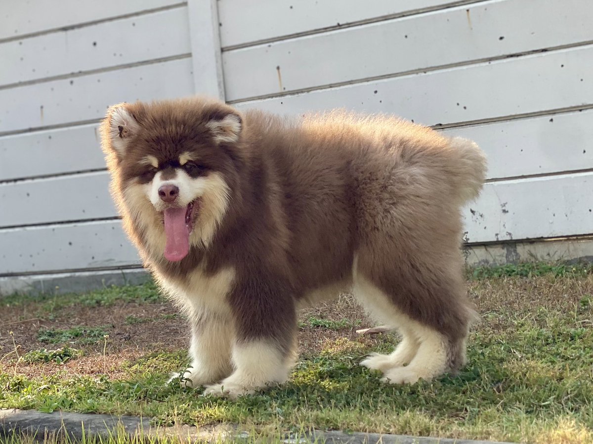 Puppyinth's tweet photo. #Alaskangiant  #สุนัขนำเข้า #หมานำเข้า 
🦊178FARM ( จำหน่ายลูกสุนัข )🦊
“ คิดจะเลี้ยงสุนัข คิดถึง 178FARM “
ติดต่อสอบถามได้ที่ 
📞โทร : 091-7087386
✅Line : aunzers
⚛️Ig : 178farm https://t.co/2M2GGc8RlQ
  https://t.co/842Fy8SZjn
☢️Web :  https://t.co/4Z6iBjuun4 https://t.co/kmpdN4NOW4