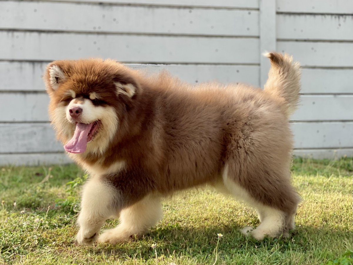 Puppyinth's tweet photo. #Alaskangiant  #สุนัขนำเข้า #หมานำเข้า 
🦊178FARM ( จำหน่ายลูกสุนัข )🦊
“ คิดจะเลี้ยงสุนัข คิดถึง 178FARM “
ติดต่อสอบถามได้ที่ 
📞โทร : 091-7087386
✅Line : aunzers
⚛️Ig : 178farm https://t.co/2M2GGc8RlQ
  https://t.co/842Fy8SZjn
☢️Web :  https://t.co/4Z6iBjuun4 https://t.co/kmpdN4NOW4