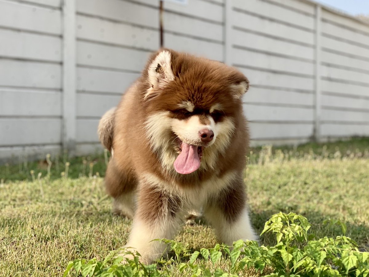 Puppyinth's tweet photo. #Alaskangiant  #สุนัขนำเข้า #หมานำเข้า 
🦊178FARM ( จำหน่ายลูกสุนัข )🦊
“ คิดจะเลี้ยงสุนัข คิดถึง 178FARM “
ติดต่อสอบถามได้ที่ 
📞โทร : 091-7087386
✅Line : aunzers
⚛️Ig : 178farm https://t.co/2M2GGc8RlQ
  https://t.co/842Fy8SZjn
☢️Web :  https://t.co/4Z6iBjuun4 https://t.co/kmpdN4NOW4