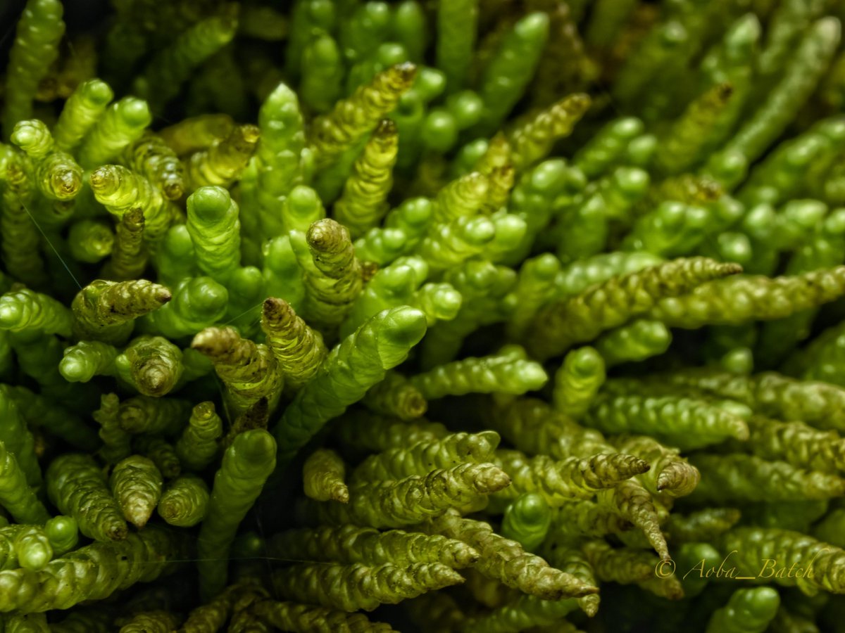 ばっち tweet media