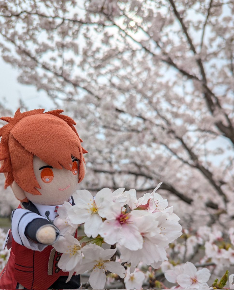 nerudeirinu's tweet photo. 今年もいい桜を見れて満足っす。撮影楽しかった…。🌸 https://t.co/gLbJfFQ2A2