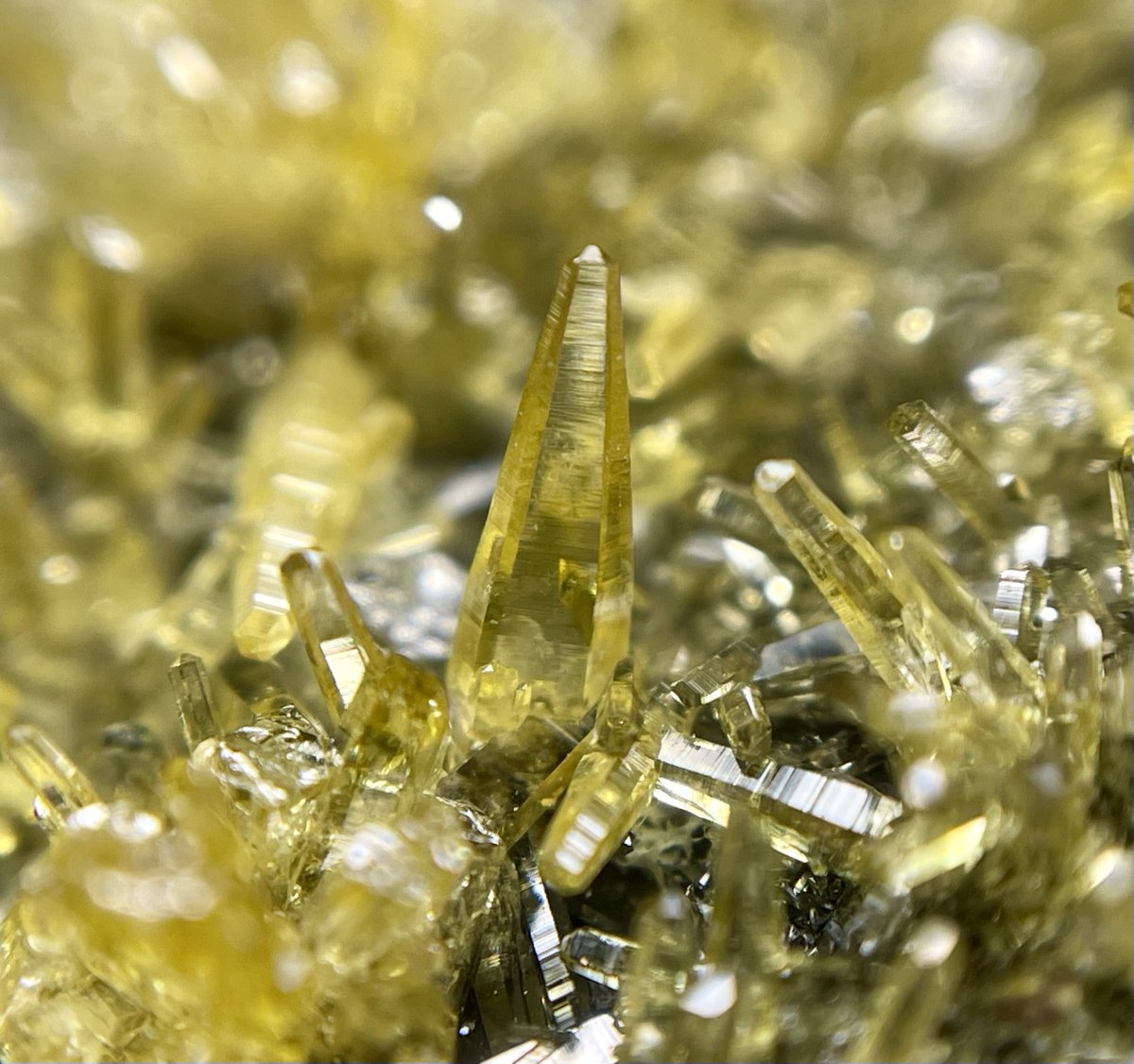 天然逆さめがね tweet media