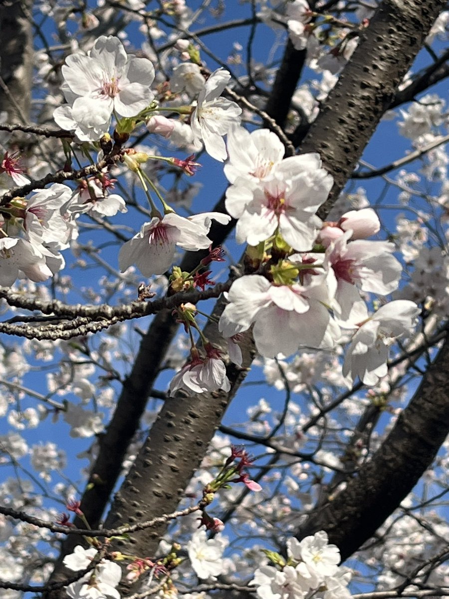 karua1920's tweet photo. 桜見たくて万博記念公園行ったら満車で入れなかったので近くの緑地公園に😊
昨日の雨でだいぶ散ってたけど綺麗でした✨ https://t.co/CSj10R05jf