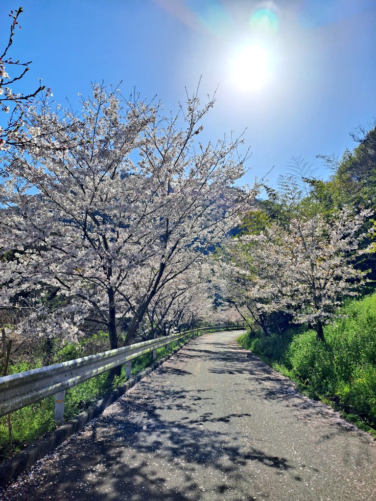 ポコ@THE DAY HAS COME! tweet media