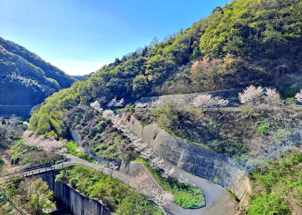 ポコ@THE DAY HAS COME! tweet media