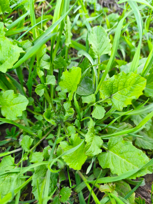 Wildschytz tweet media