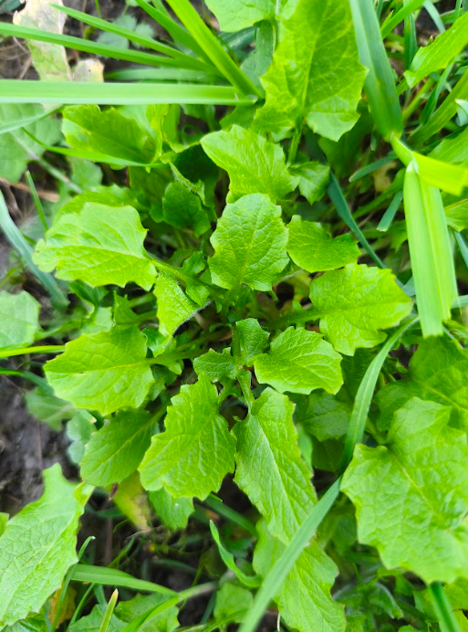 Wildschytz tweet media