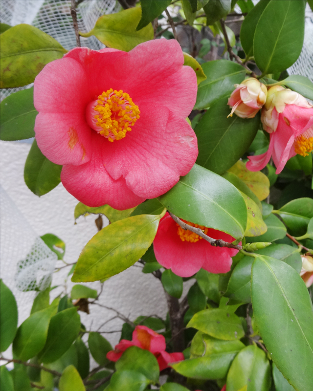 マリア(TABEPNA Mariage) tweet media