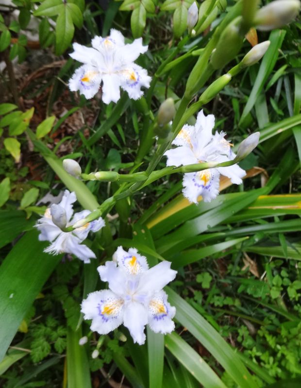 マリア(TABEPNA Mariage) tweet media