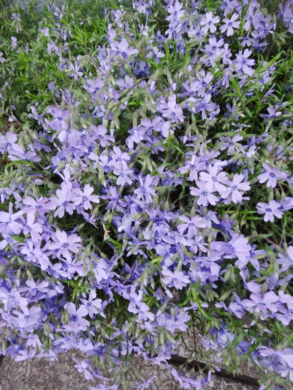 マリア(TABEPNA Mariage) tweet media