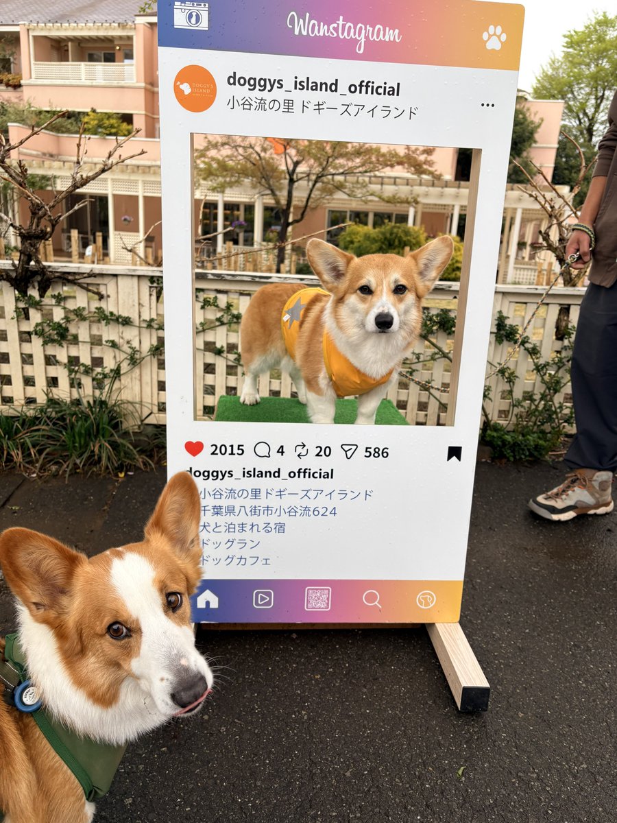 コジロー(虎次郎) tweet media