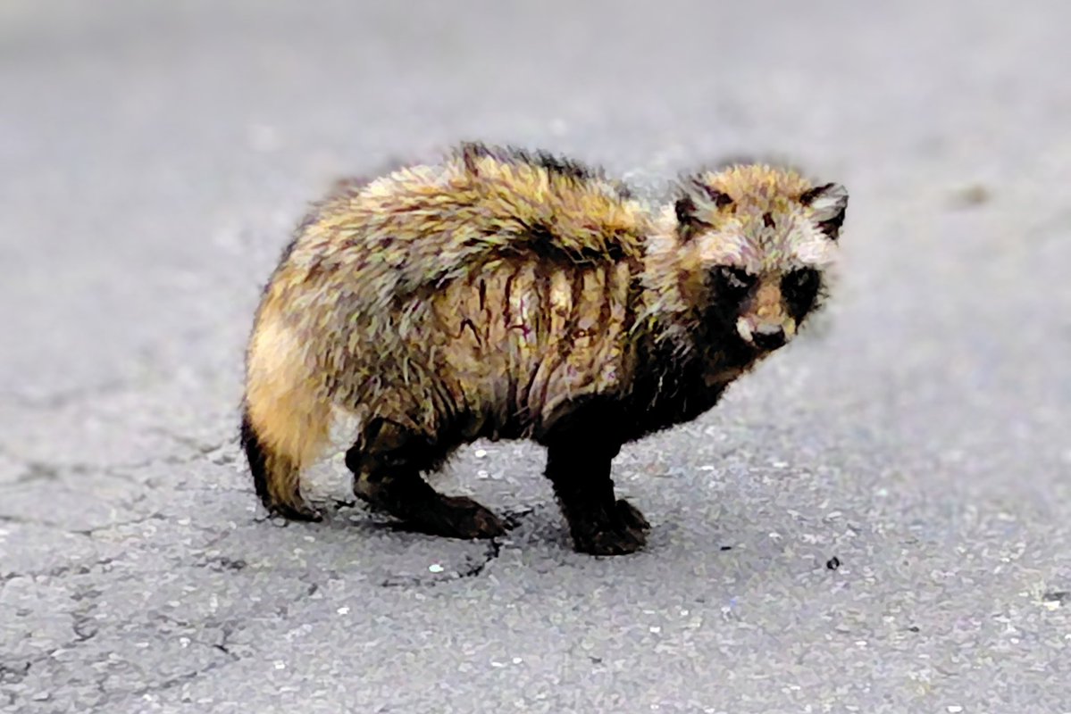 イリヤ tweet media