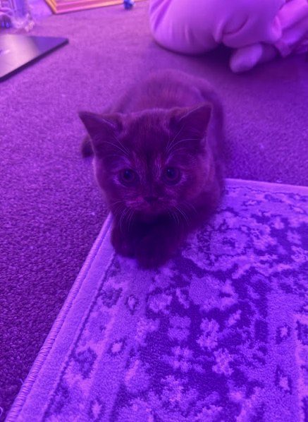Lucy16Consta's tweet photo. how can anyone be this cute? https://t.co/Uw4iUaNXxU