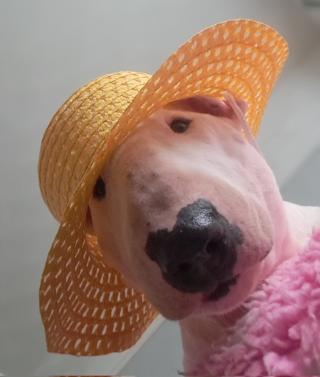 Stan the EBT tweet media