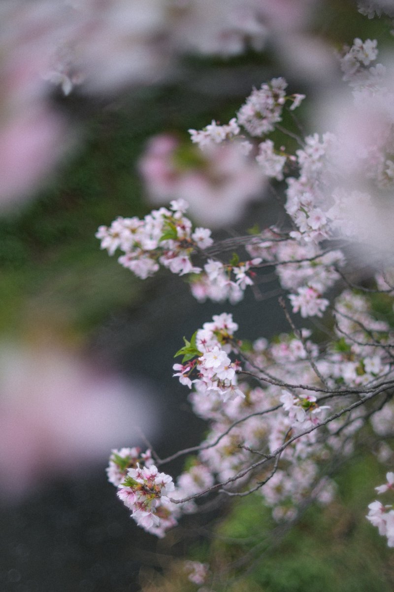 mashuu -ましゅう- tweet media