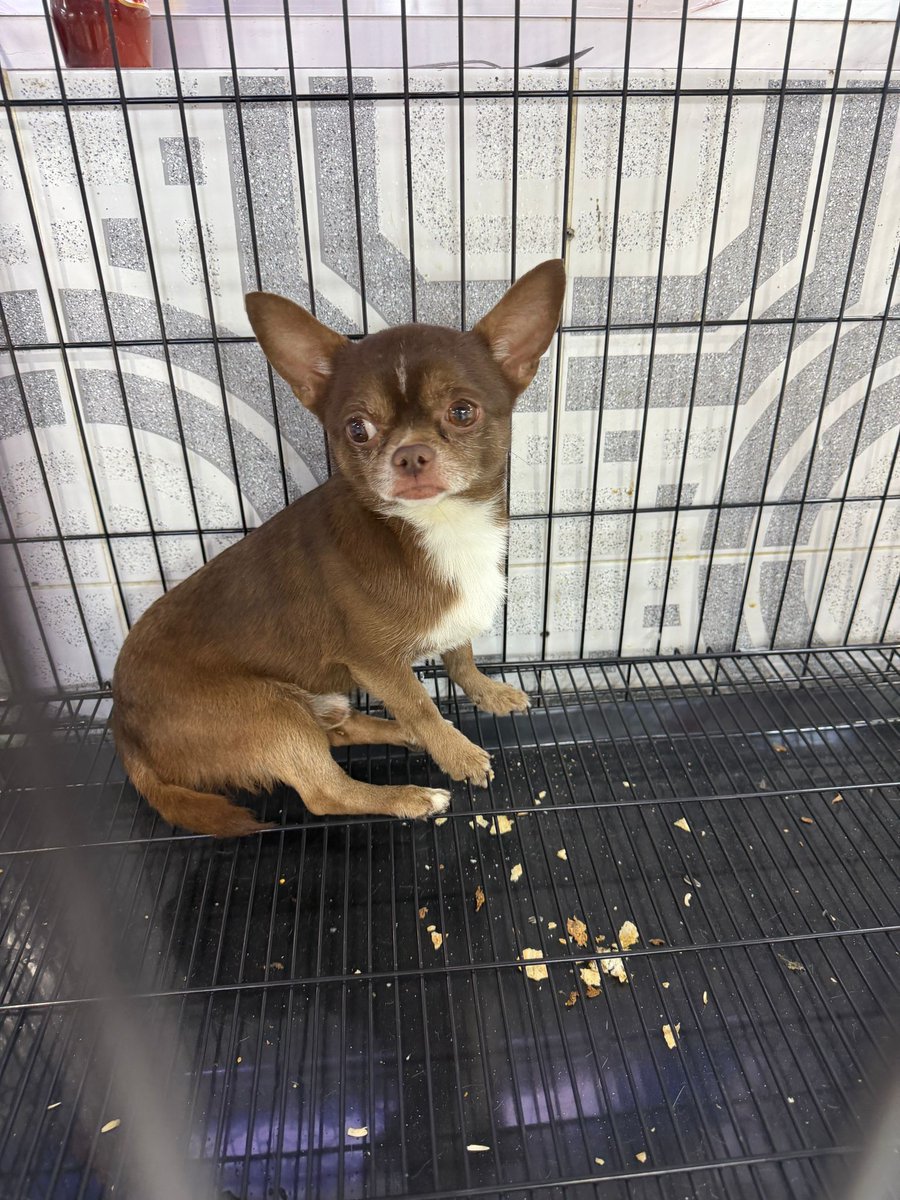 شيخة السعدون tweet media