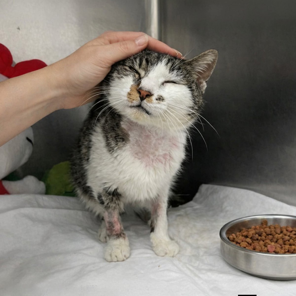 Andrea Moscheni tweet media