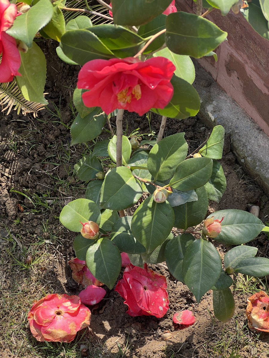 Nouman Qadri tweet media